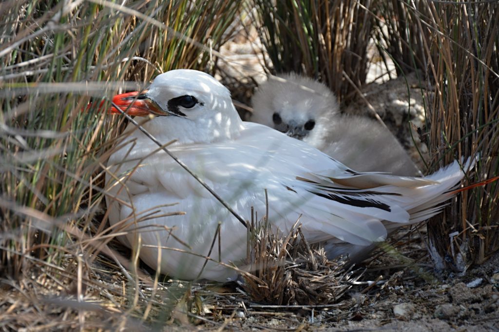 Red-tailed tropic bird (Phaethon rubricauda) 