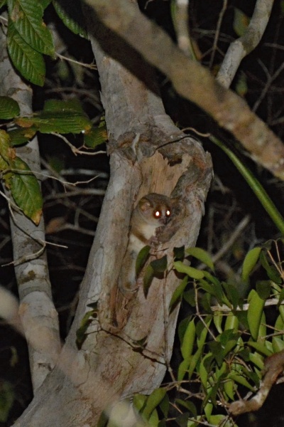 Grey Mouse Lemur (Microcebus Murinus) v rezervaci Kirindy