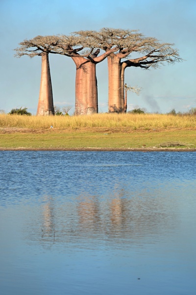 Cestou k zamilovanému baobabu