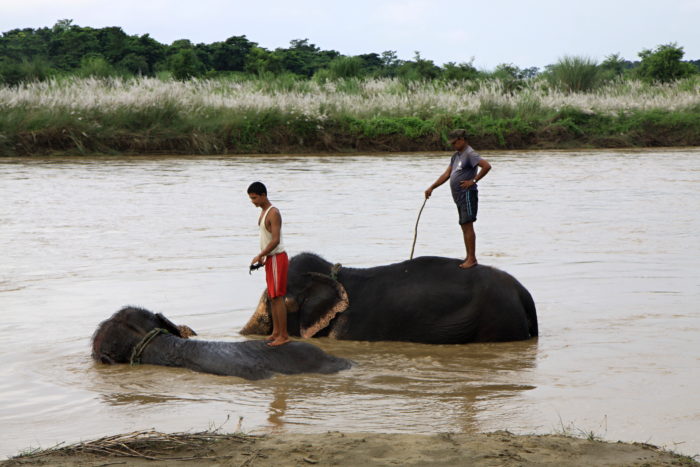 Koupání slonů v NP Chitwan