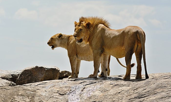 Lví pár v národním parku Serengeti