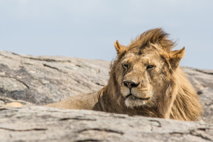 Lev v národním parku Serengeti