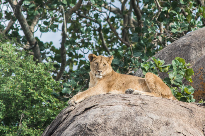 Lvice v národním parku Serengeti