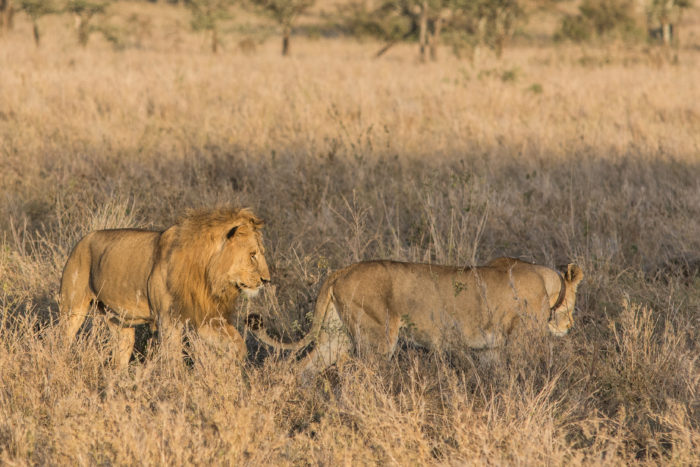 Lvi v národním parku Serengeti