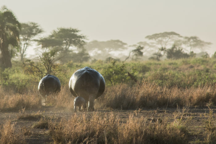 Hroší rodinka v národním parku Serengeti