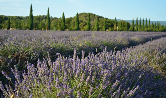 Levandulová políčka v oblasti Luberon, Provence