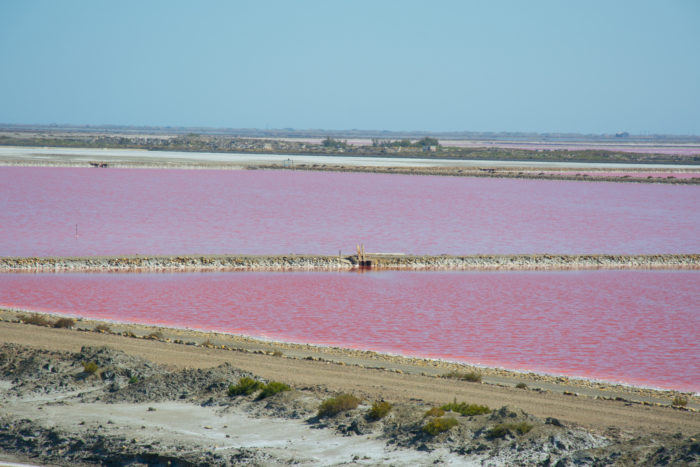 Růžové solné jezero Salin de Giraud